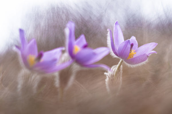 Tökéletes harmónia