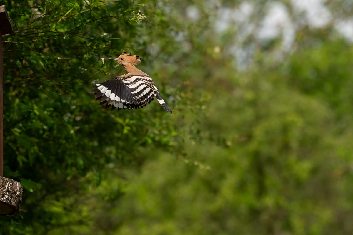 Schneider-Kiss Alexandra