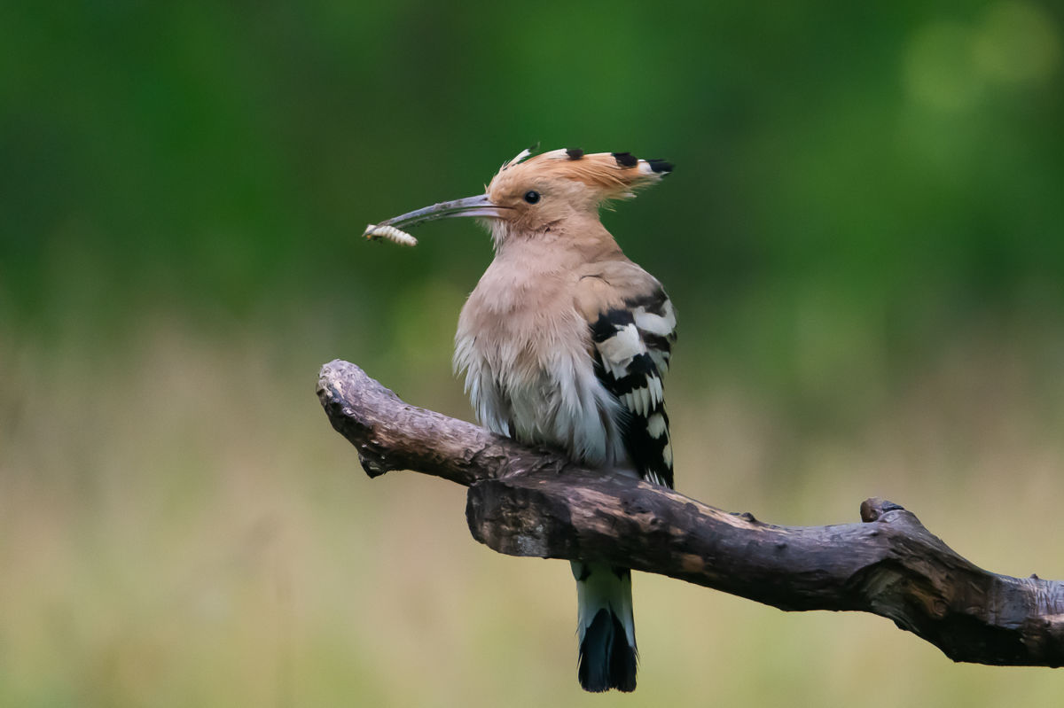 Schneider-Kiss Alexandra