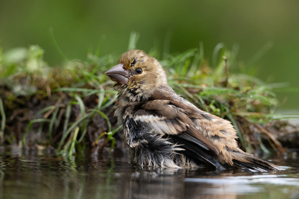 Schneider-Kiss Alexandra