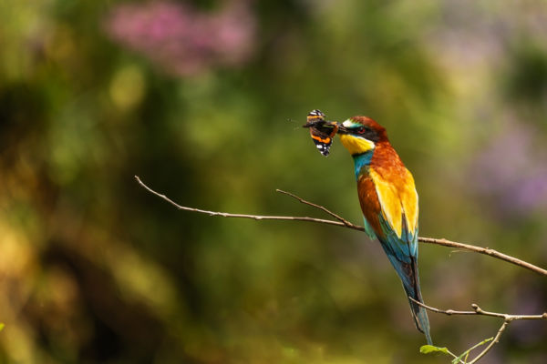 Ajándék a kedvesemnek