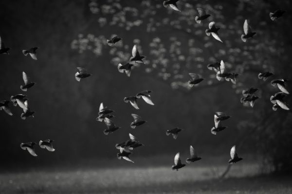 A sötétség serege