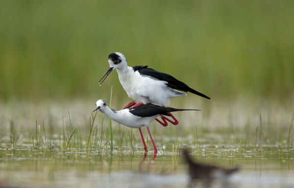 Jaj Drágám...Figyelnek