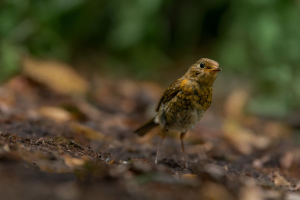 Fiatalság - kíváncsiság