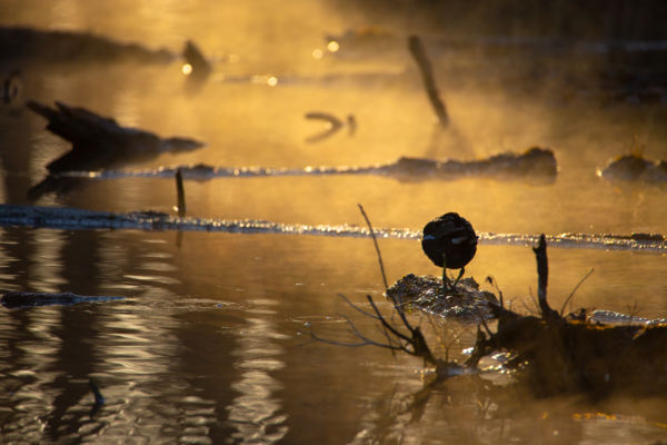 Keresgélő szárcsa