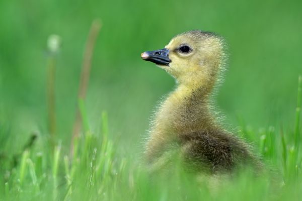 Pelyhes nyári lúd fióka