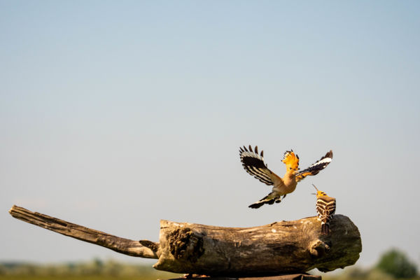 Egy gavallér ajándéka