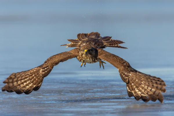 Egerészölyv érkezik