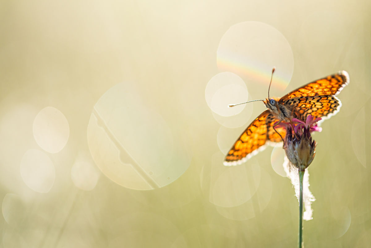 Darányiné Bakos Éva