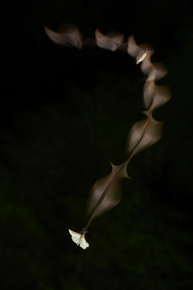 Kovács Dániel Csaba