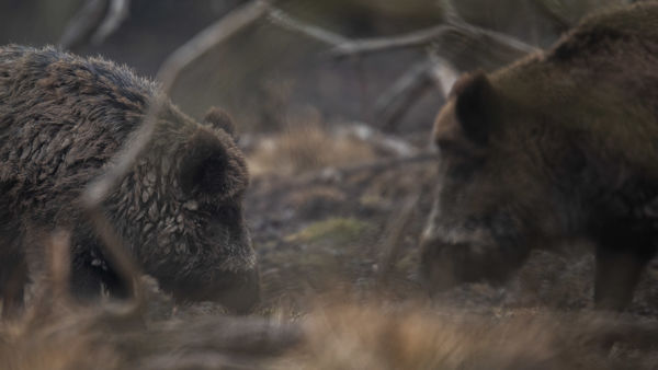 Vaddisznók nyomában