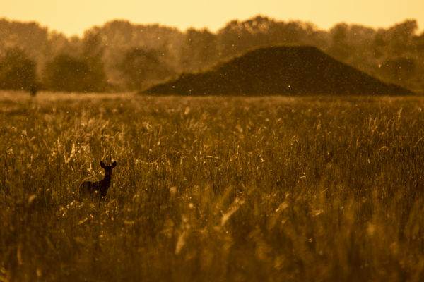 Tengernyi bogár közt