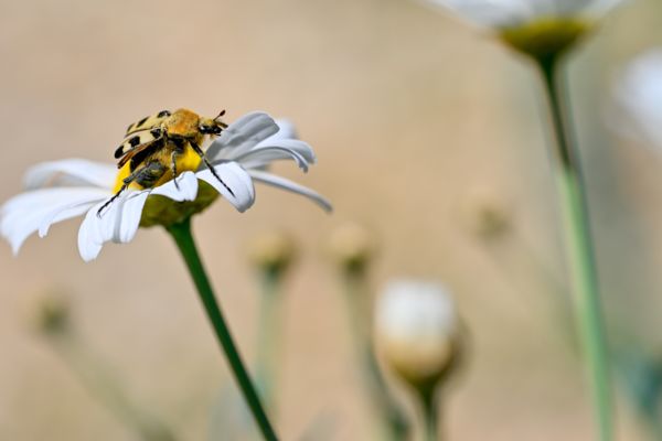 Felszállásra kész