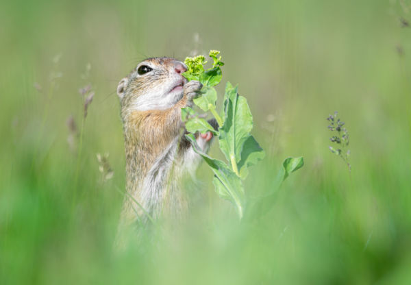 Aki a virágot szereti...