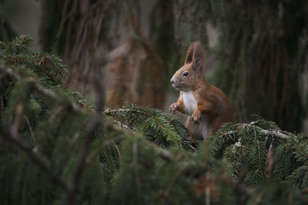 Erdeink gyönyörű rágcsálója