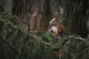 Erdeink gyönyörű rágcsálója Erdeink gyönyörű rágcsálója