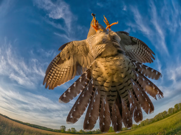 Kakukktojás nézőpont