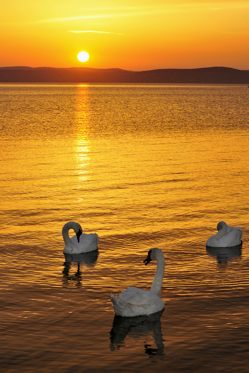 Gaál Zoltán Péter