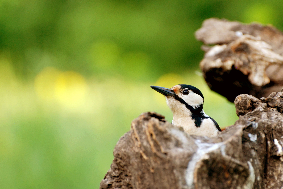 Gaál Zoltán Péter