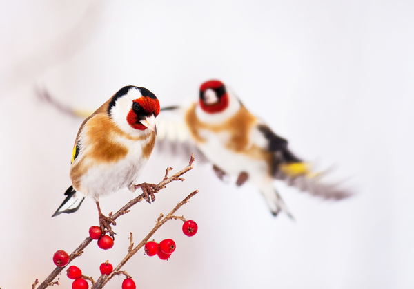 Adj helyet magad mellett!