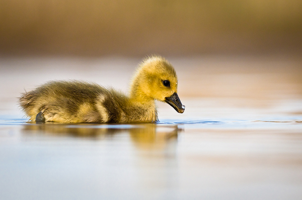 Csepp a &quot;tengerben&quot;