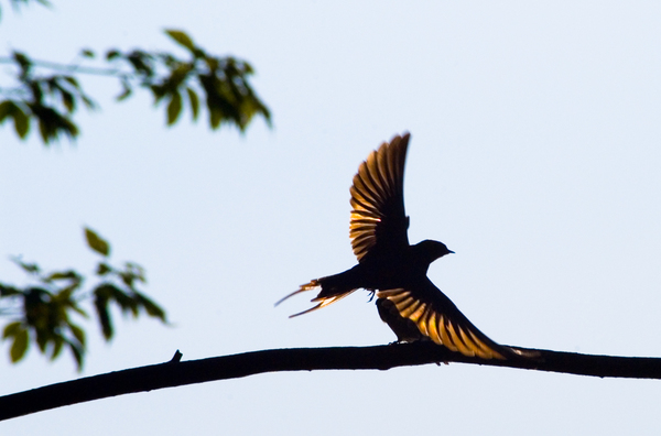 Fecske ellenfényben