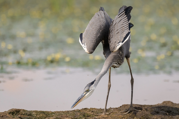 &quot;Hosszú, méla lesben&quot;