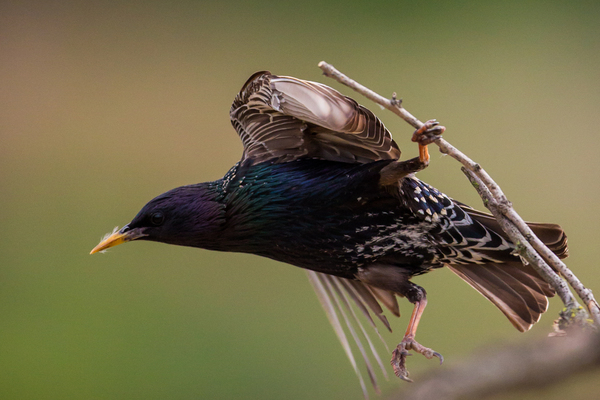 Fél lábbal a levegőben