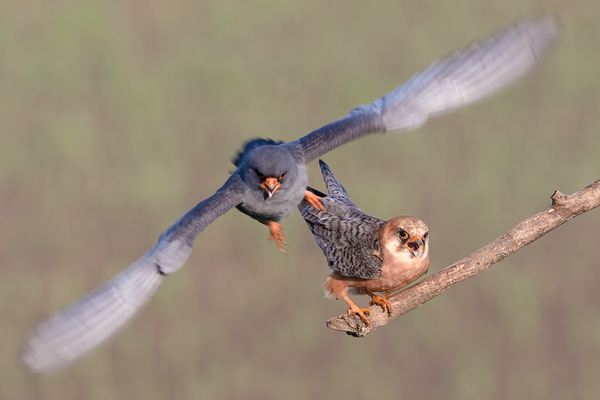 &quot;Dolga végeztével&quot;