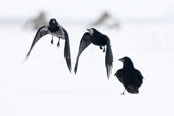 Halkan mondom,meg ne hallja