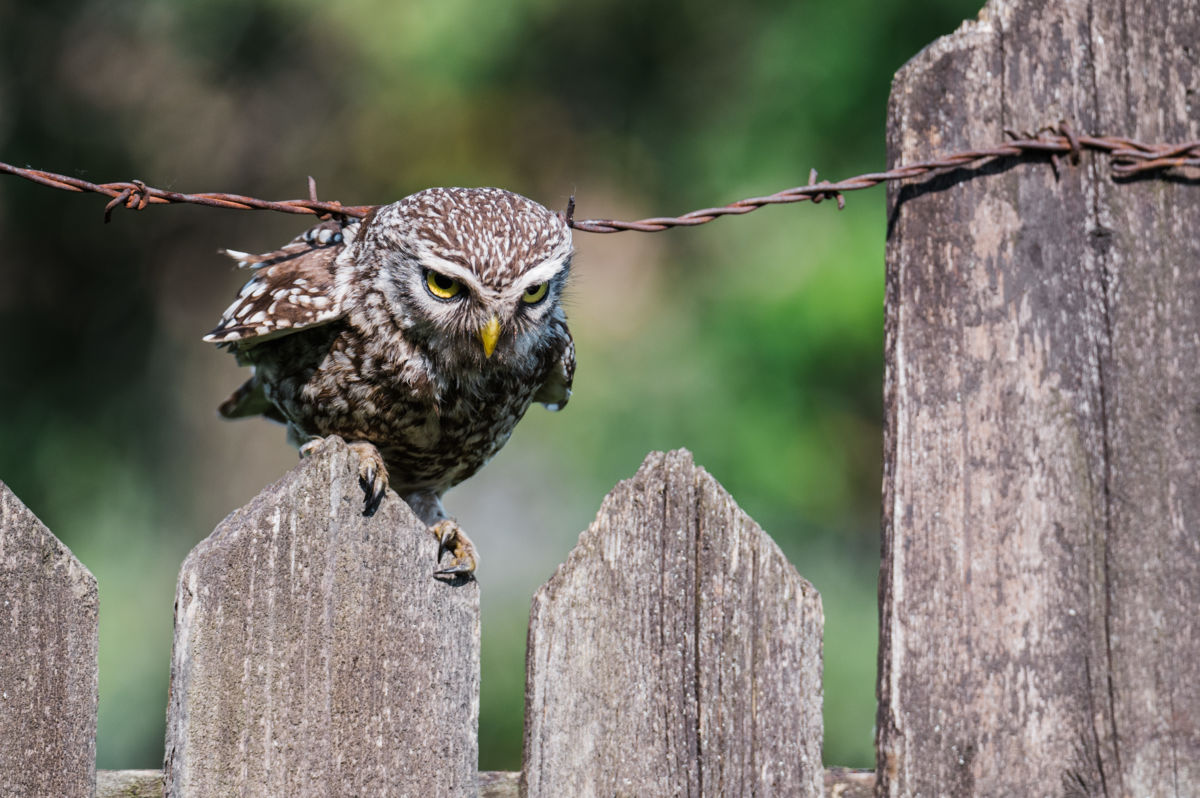 Gémné Kovács Anita