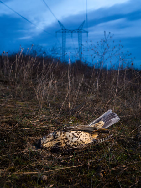 A nagyfeszültség áldozata