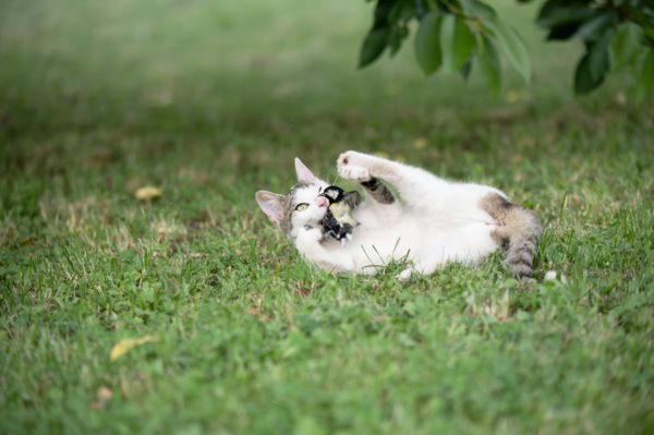 Megszelídített halál