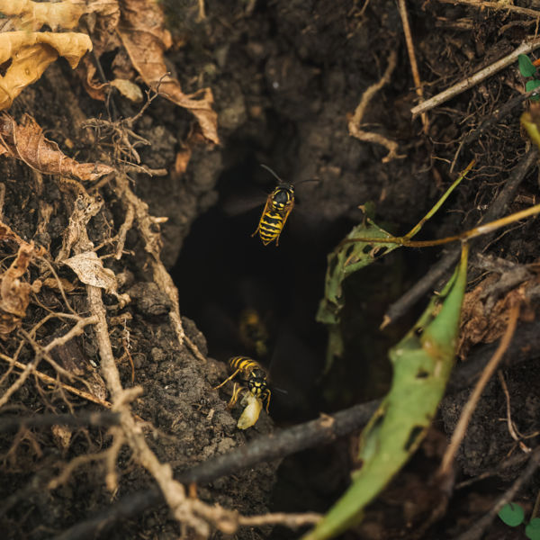 A nagy lárvarablás