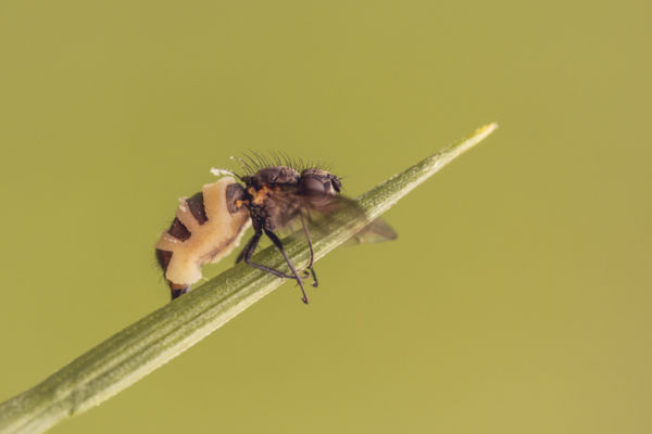 Légypenész (Entomophthora muscae)