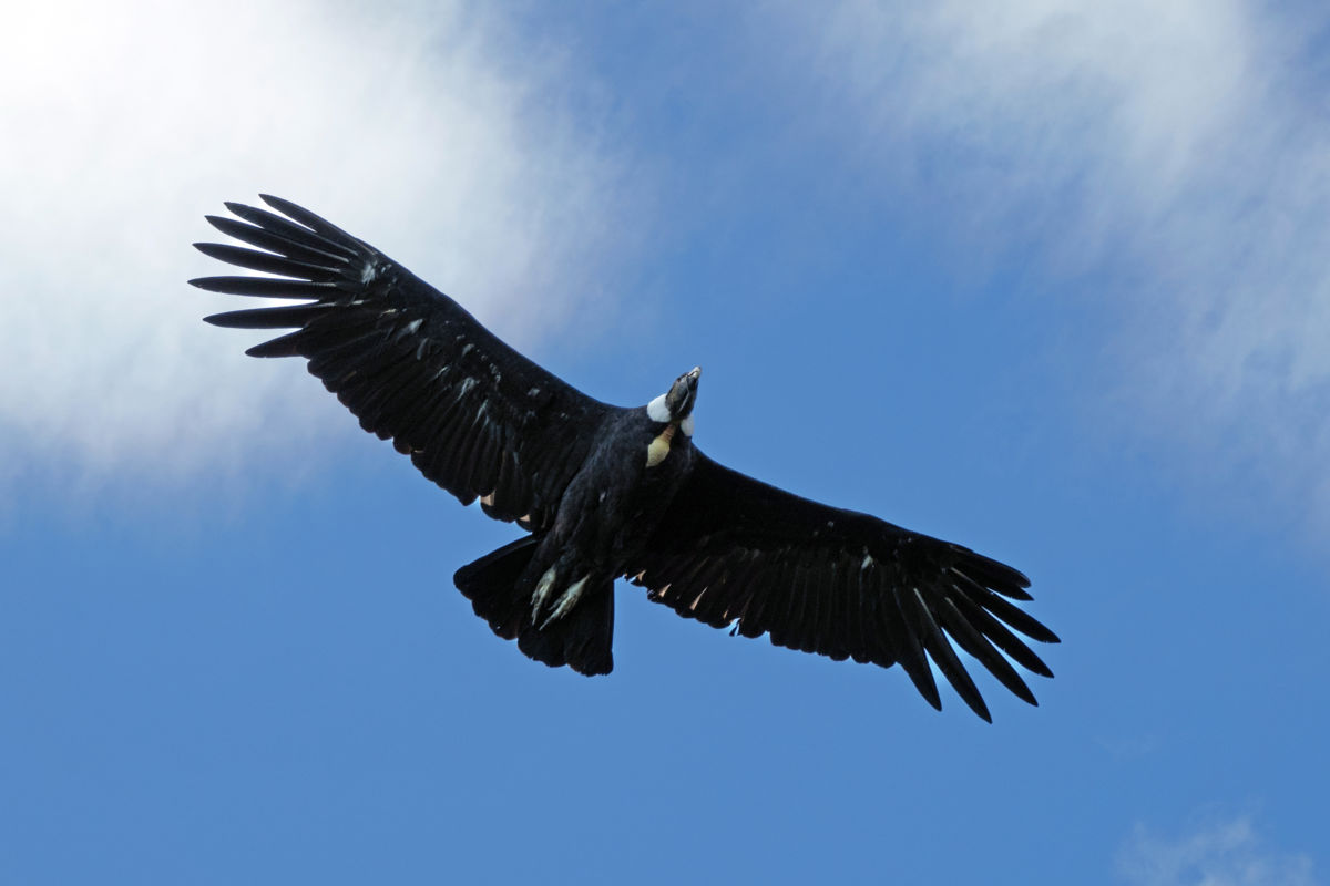 Bernáth Sándor dr.