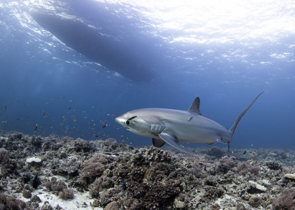 Tisztogató állomás 