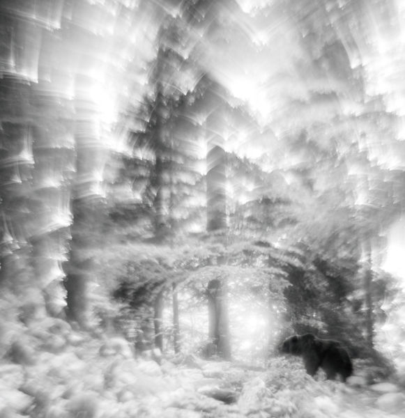 A Varázserdő kapujában