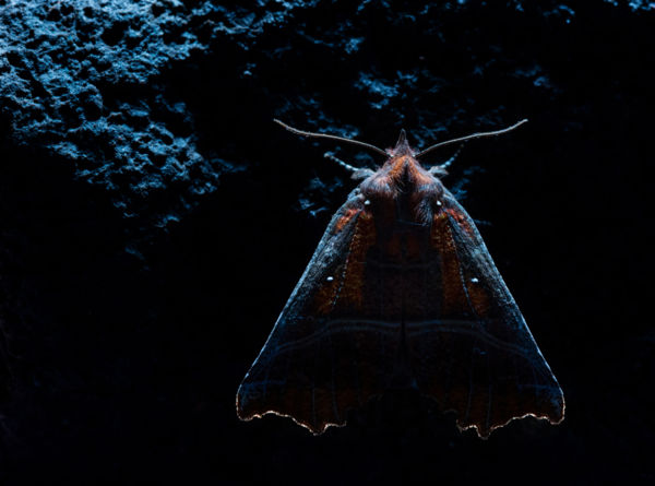 Vörös csipkésbagoly 