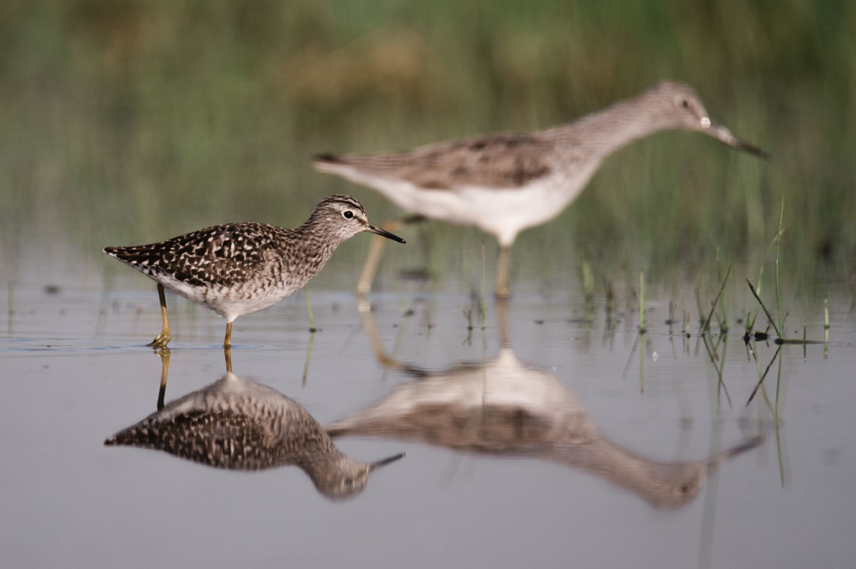 Gémné Kovács Anita
