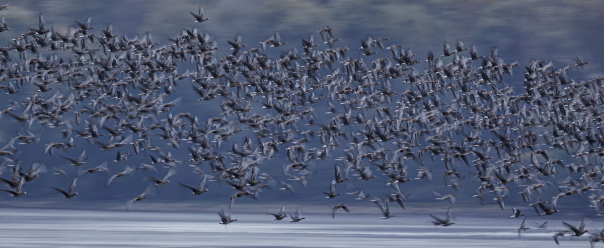 Gyenti-Kálvin Kinga