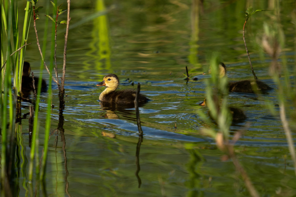 Pálinkás Csaba János