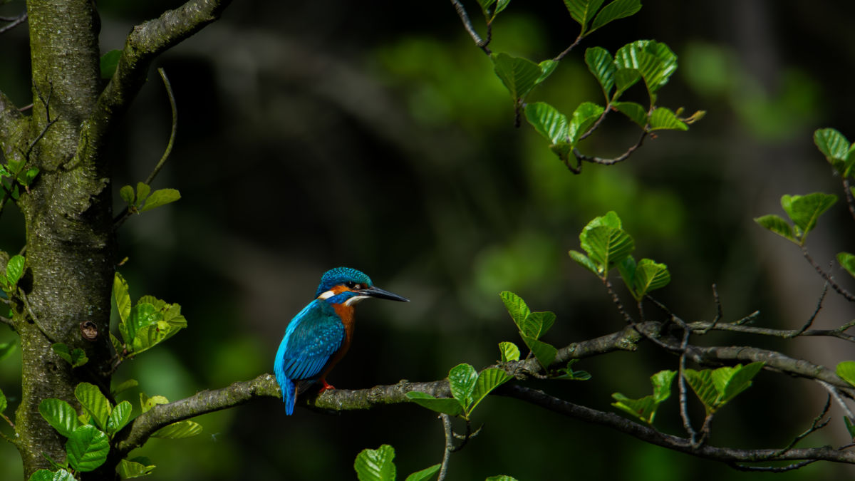 Schneider-Kiss Alexandra