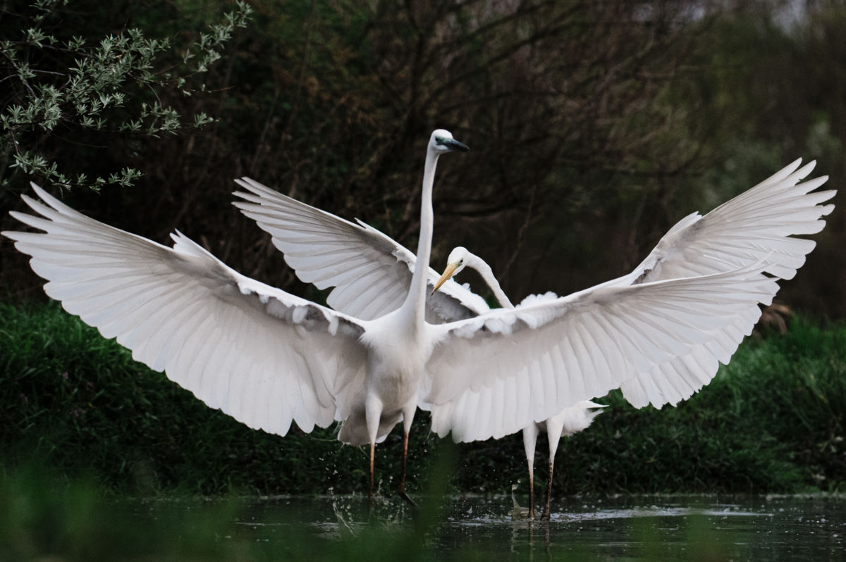 Gémné Kovács Anita