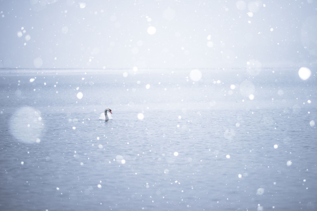 Darányiné Bakos Éva