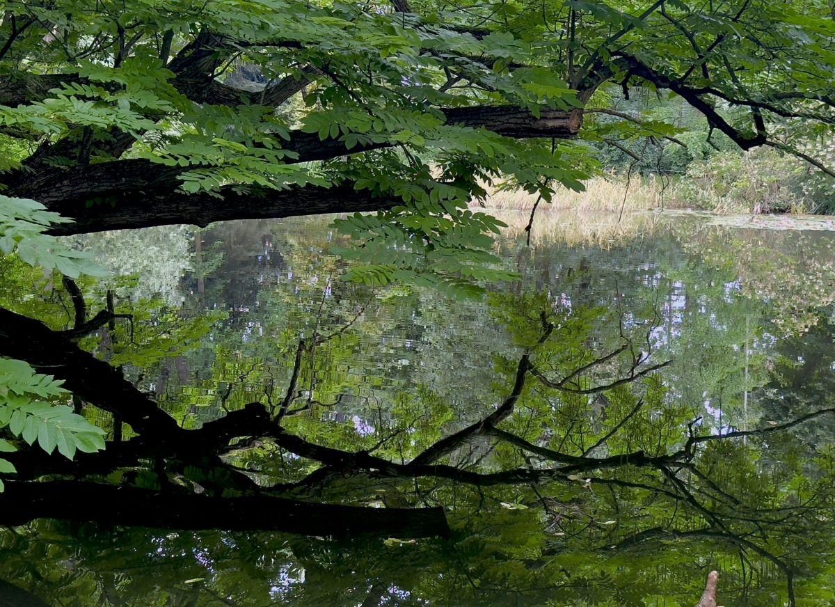 Presztolánszky Ágnes