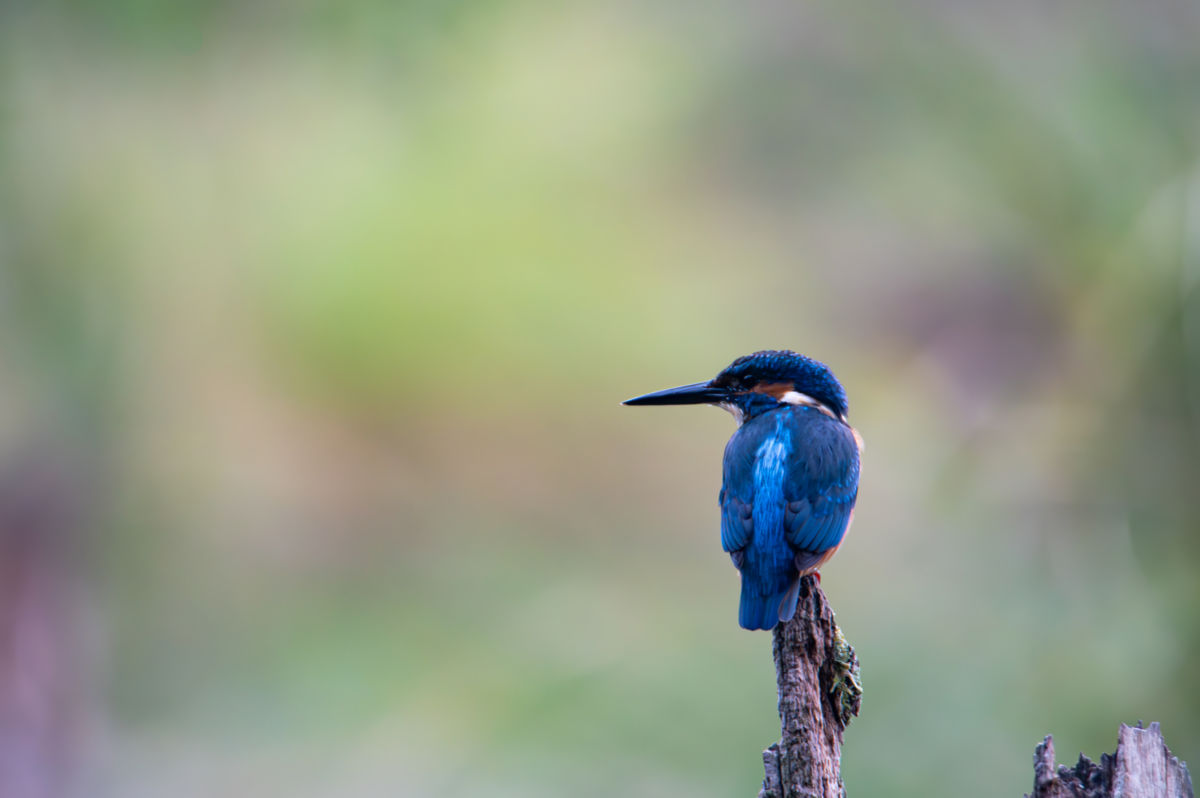 Schneider-Kiss Alexandra