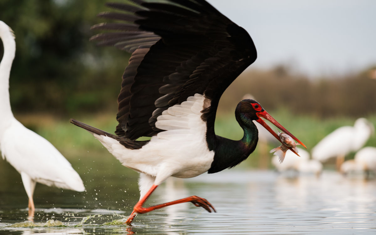Gémné Kovács Anita