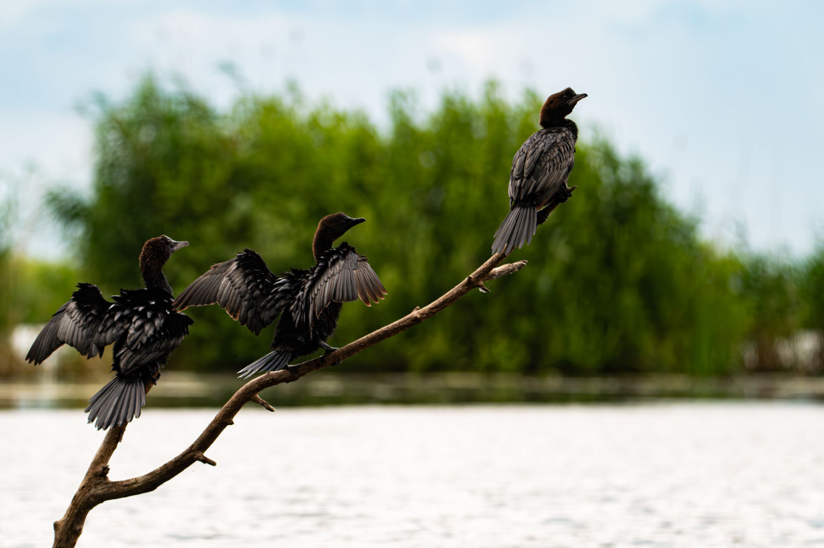 Schneider-Kiss Alexandra