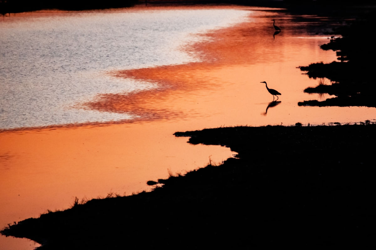 Leiter Tibor